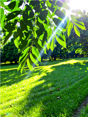 阳光照耀下的草地和树叶图片